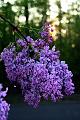 lilacs in the morning1